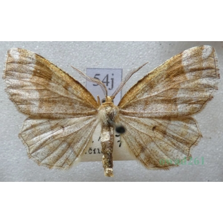 Cepphis advenaria (Hübner, 1790) male Cefis borówczak Czech54j